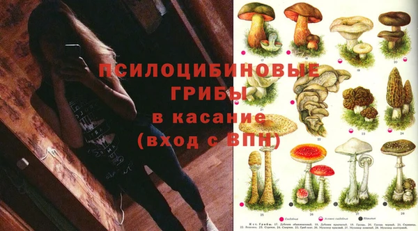гидра Инта