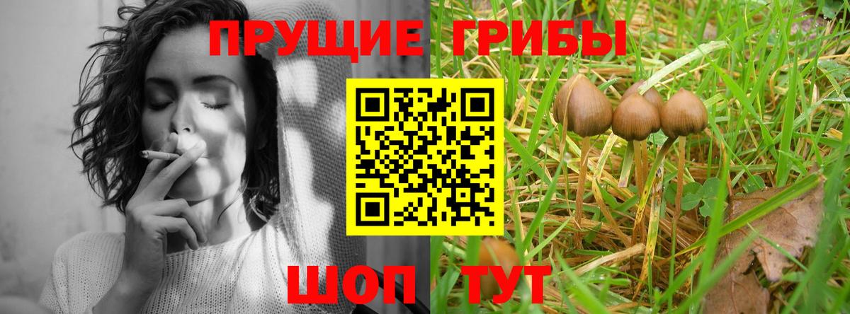 Донской  Галлюциногенные грибы прущие грибы  Вход с VPN 